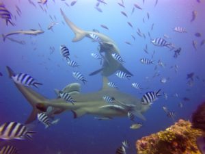 Read more about the article Bull Sharks and Adventure – Uncaged Shark Diving in Fiji