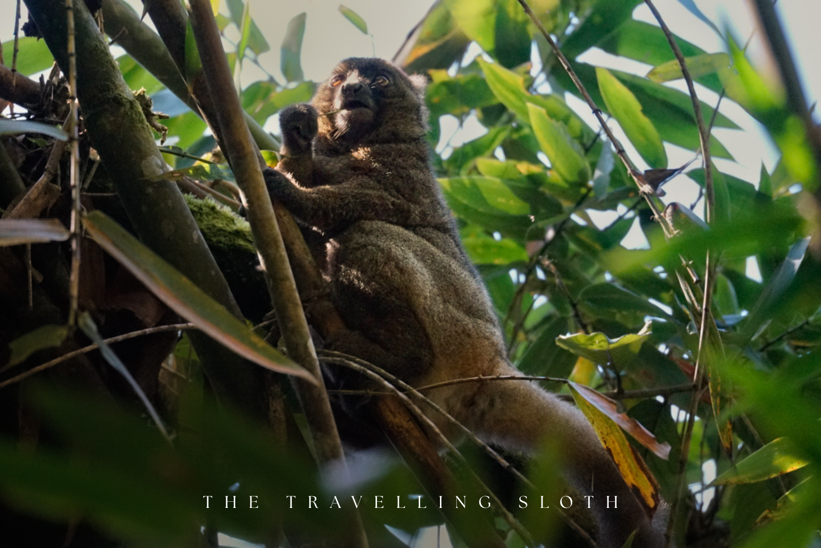 Ranomafana National Park, Madagascar: The No-Fluff Guide (Lemurs, Costs & How To)