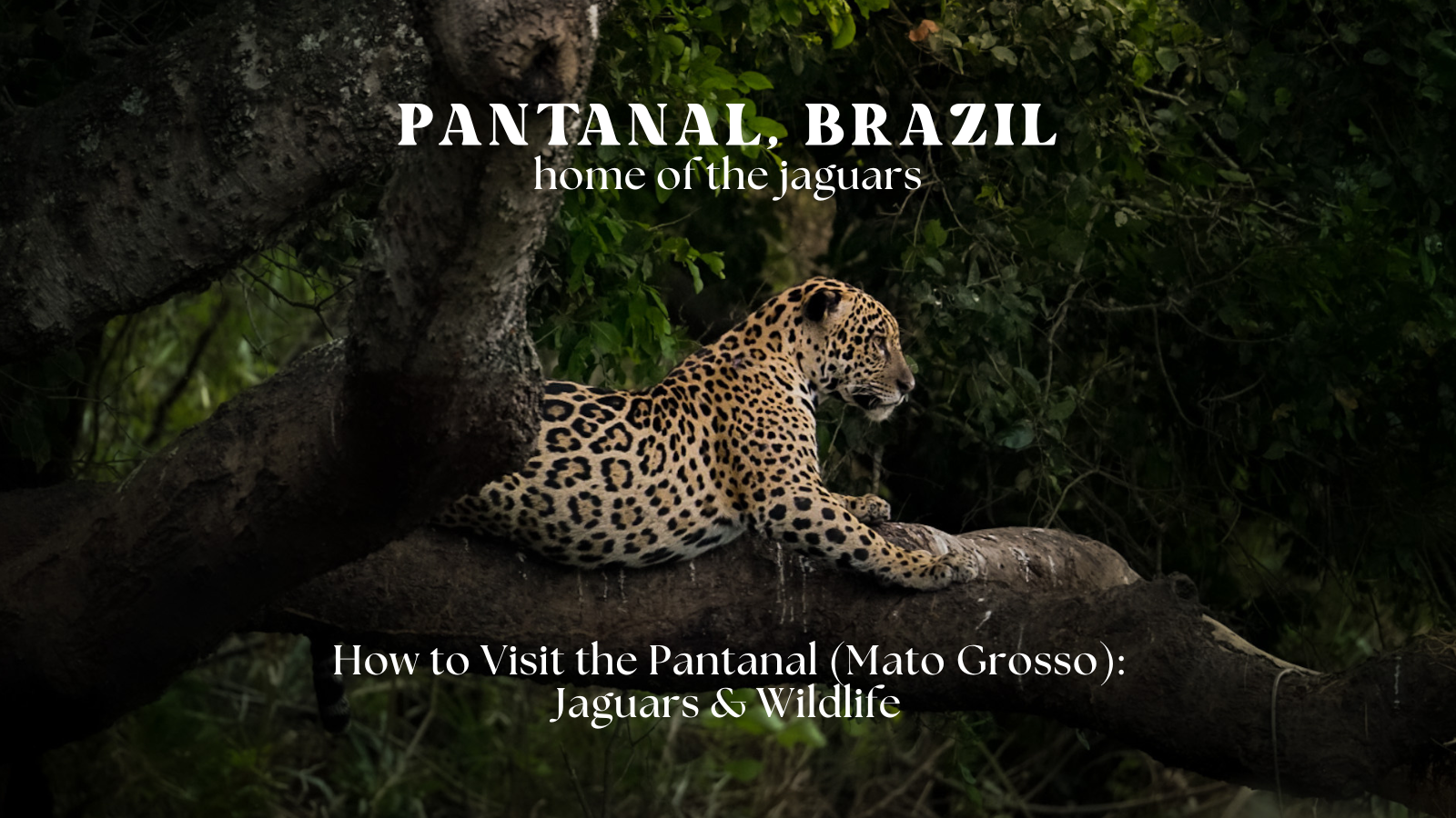 How to Visit the Pantanal (Mato Grosso): Jaguars, Wildlife & Best Time to Go