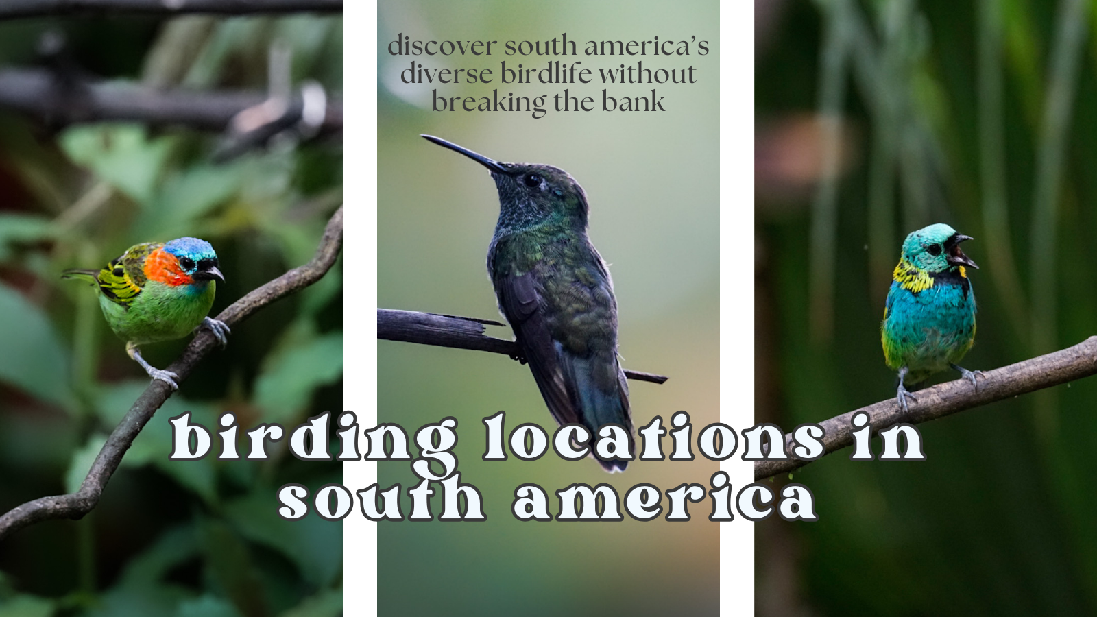 Affordable Birdwatching Spots in South America