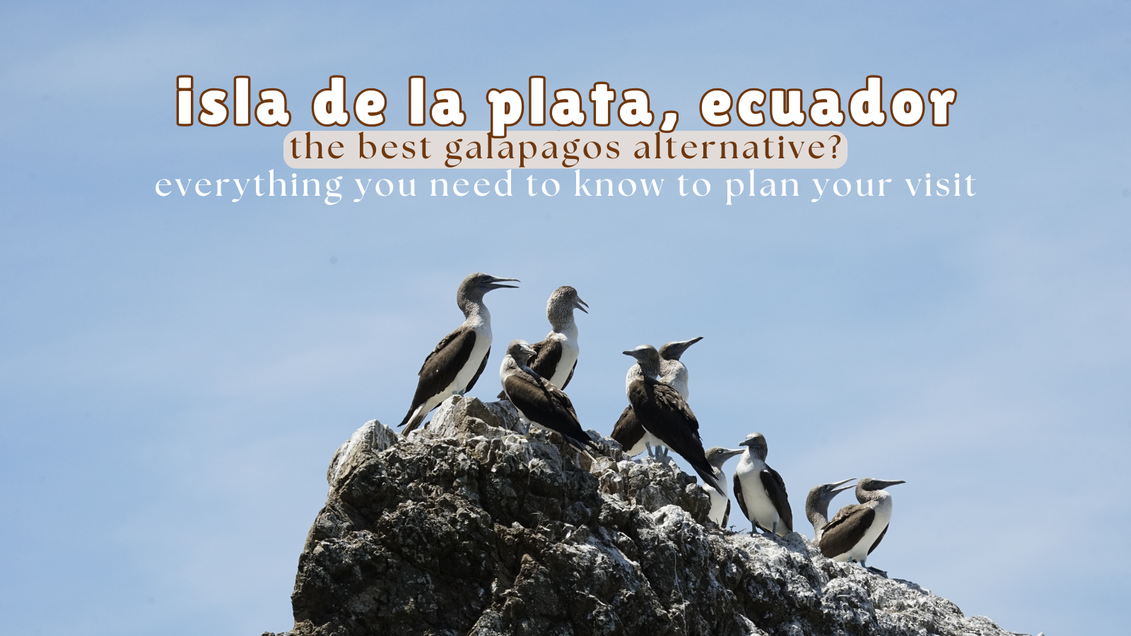 Isla de la Plata, Ecuador: The Best Galapagos Alternative?