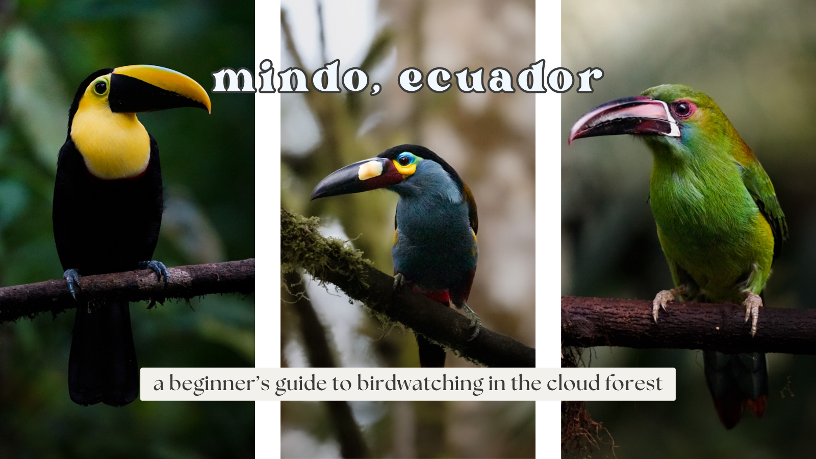 Birding in Mindo, Ecuador: Beginner’s Guide to the Cloud Forest