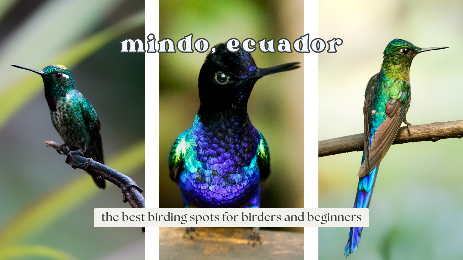 Best Birding Spots in Mindo, Ecuador for Birdwatchers and Photographers