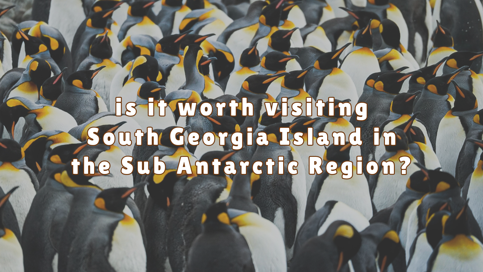 Is South Georgia Worth It? A Complete Guide to the Sub Antarctic Island