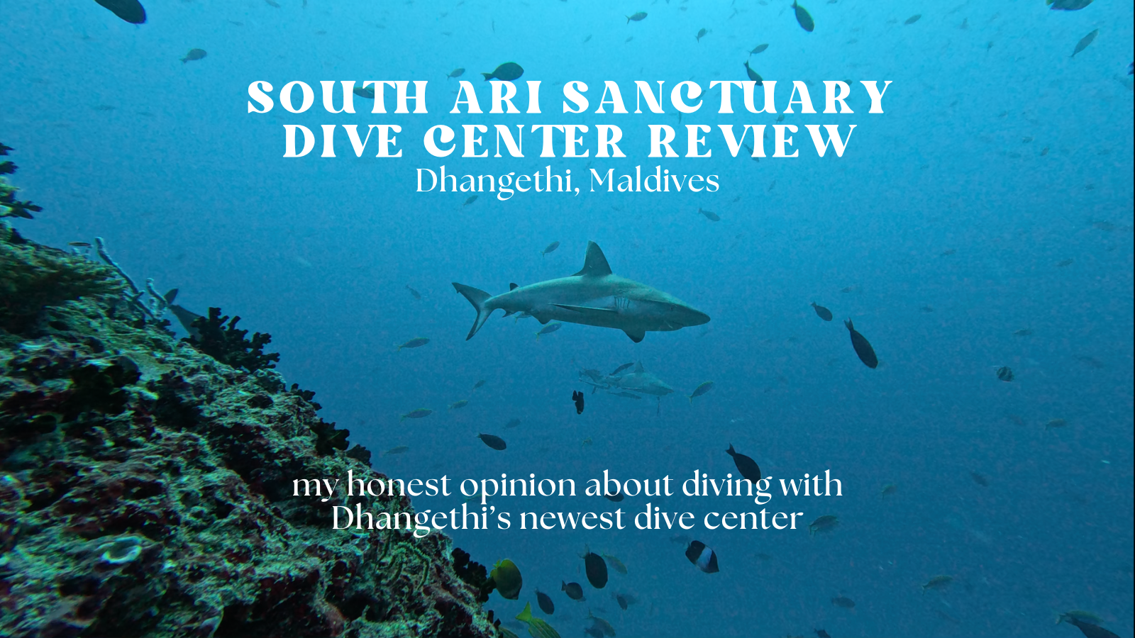 South Ari Sanctuary Dive Center Review: My Honest Experience Diving in Dhangethi
