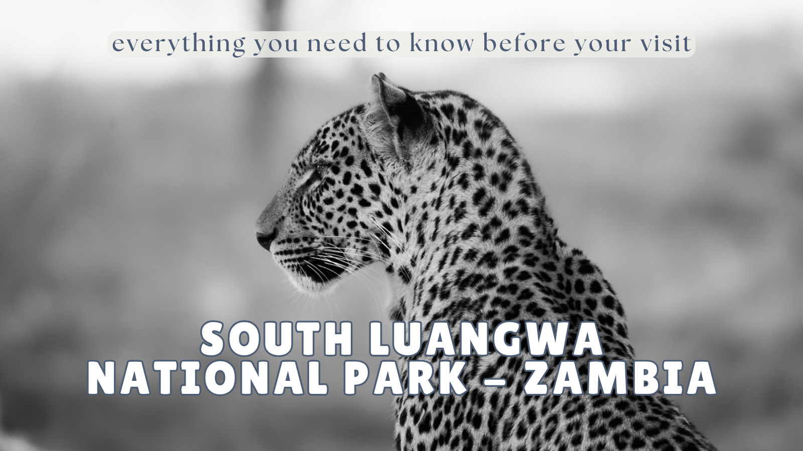 Guide to the Home of the Leopards: South Luangwa National Park, Zambia