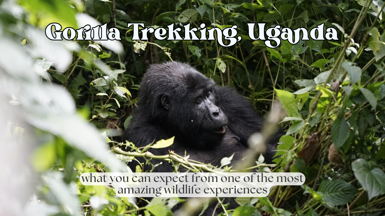 Gorilla Trekking in Uganda: What to Expect in Bwindi Impenetrable Forest